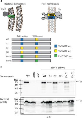 The transmembrane domains of the type III secretion system effector Tir are involved in its secretion and cellular activities